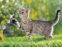 娱乐吃瓜酱牛奶猫,揭秘牛奶猫的神秘魅力