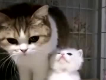 娱乐吃瓜酱猫妈妈,揭秘娱乐圈背后的温馨故事