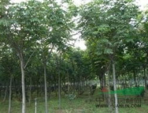 大栾树,千年大夫树，四季美景源
